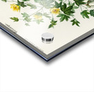 Sea Island cotton gossypium vitifolium Acrylic print