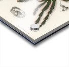 Sea Island cotton gossypium vitifolium Acrylic print