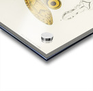 Different types of birds Acrylic print