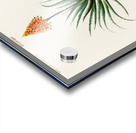 Candelabra aloe aloe fruticosa Acrylic print