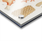 Kingfisher Alcedo Acrylic print