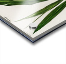 Dwarf cardamom Alpinia nutans Acrylic print