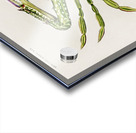 Portunus Lupa Pelagica Acrylic print