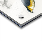 Eurasian sparrowhawk Accipiter nisus Acrylic print