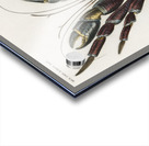 Coconut Crab Birgus latroi Acrylic print