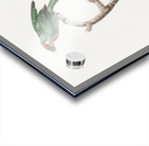 Vieillot barbet Acrylic print