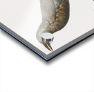 Curl-crested Manucode  Acrylic print