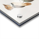 Black-necked stilt  Acrylic print