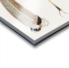 Toco foot beak and tongue  Impression Acrylique