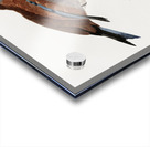 Little Lilac-breasted roller  Acrylic print