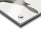 Blue-green jay Acrylic print