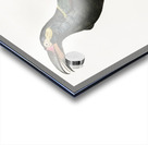 Black-necked Aracari  Acrylic print