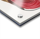 Red bird of paradise  Acrylic print