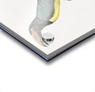 Green aracari  Acrylic print