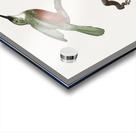 Green-tailed Jacamarmale  Acrylic print