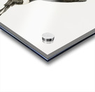 Black Jay with White Colla Acrylic print