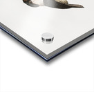 Black-billed Tamatia  Acrylic print