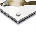 White-cheeked Jay  Acrylic print