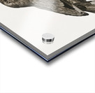 Varied roller of Africa  Acrylic print