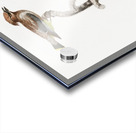 Little jay Acrylic print