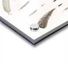 King bird of paradise feather and tail Acrylic print