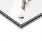 Little barbet  Acrylic print