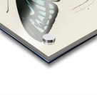 Green birdwing Ornithoptera priamus Acrylic print