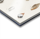 Different types of mollusks Acrylic print