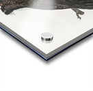 Western parotia in the idle state  Acrylic print