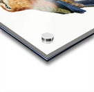 Young African roller  Acrylic print