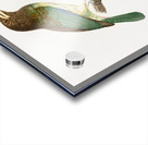 Great barbet  Acrylic print