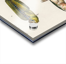 Different types of fishes Acrylic print