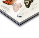 Collection of butterflies Acrylic print