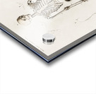 Collection of butterflies Acrylic print