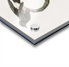 Swallow-winged puffbird  Acrylic print