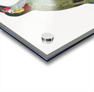 Black-necked Aracari female  Acrylic print