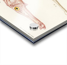 Aulostoma maculatum Acrylic print