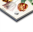 Didier&39s tulip Tulipa gesneriana Acrylic print