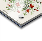 Red leschenaultia Lechenaultia formosa Acrylic print