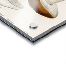 Penny bun Boletus edulis Acrylic print