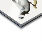 Pterosaur Pterodactylus Acrylic print