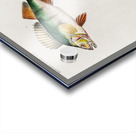 Perca fluviatilis and Gymnocephalus Acrylic print