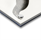 Black-necked Aracari male  Acrylic print