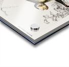 White-headed capuchin Cebus Hypoleucus Acrylic print