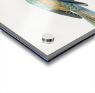 Abyssinian roller female Acrylic print