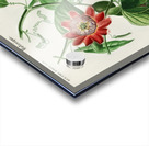 Green-tailed Jacamarfemale Acrylic print