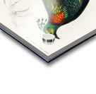 Himalayan monal Lophophorus refulgens Acrylic print