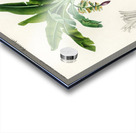 Eurasian Jay  Acrylic print