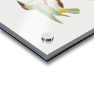 Red-belt barbet  Acrylic print