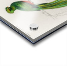 Pavonine quetzal Pharomachrus pavoninus Acrylic print